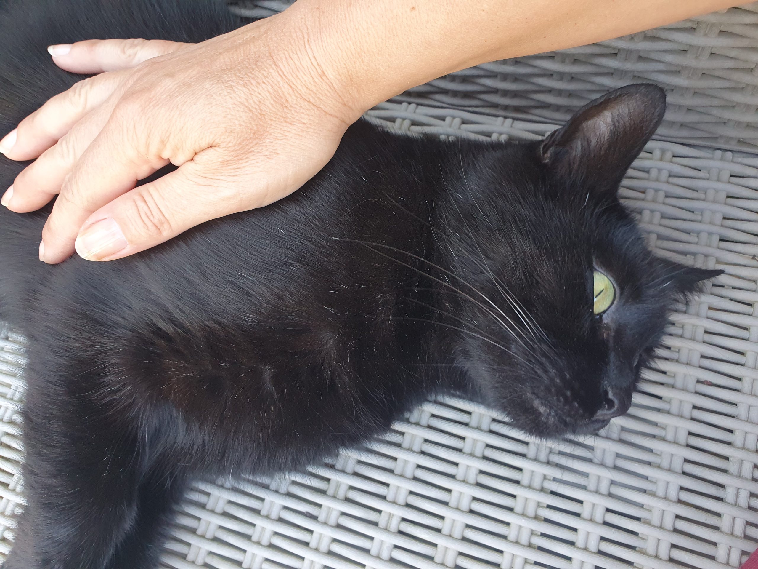 garde de chat