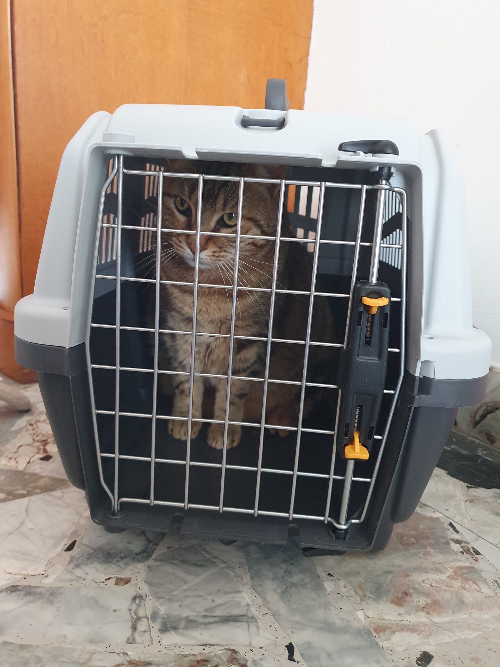 transport de chat